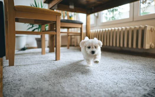 Living-Room Carpets