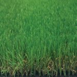 Tekgrass 30C