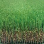 Tekgrass 60S