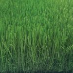tekgrass 60GG