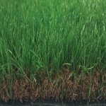 Tekgrass 50C
