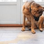 How to clean dog pee from wooden flooring