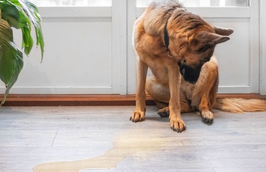 How to clean dog pee from wooden flooring
