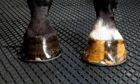 Horse Stall Mats