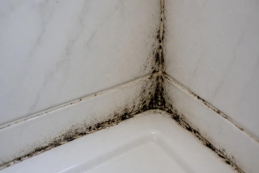 Mold & Mildew