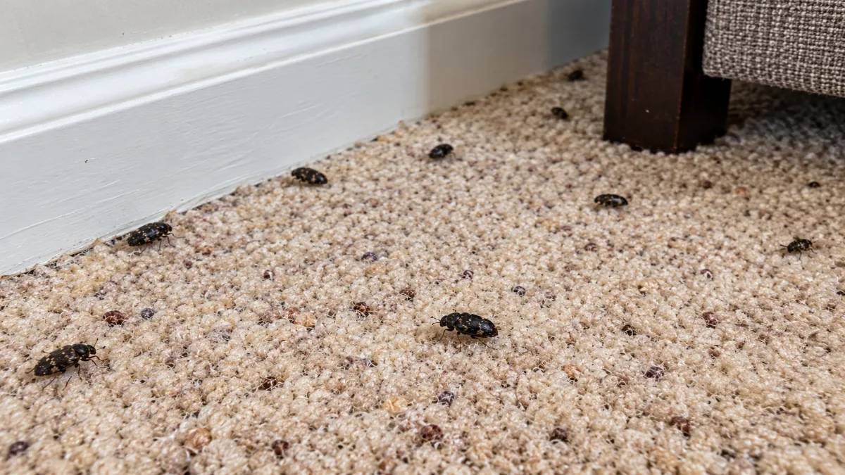 How to Get Rid of Black Carpet Beetles