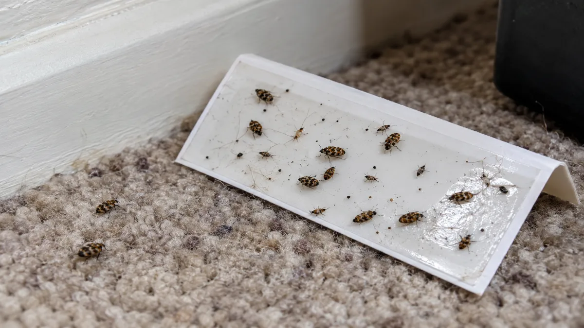 Set Sticky Traps to Track the Problem